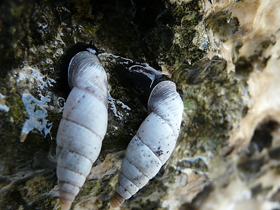 Medora macascarensis (Sowerby, 1828)